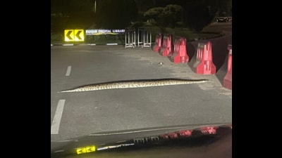 Ruchi Bajaj (The python crossing road near high court.) Ruchi Bajaj (The python crossing road near high court.)