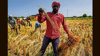 The expert highlighted that the urea-treated solution enhances paddy straw’s nutrition value by increasing protein content. (HT File)