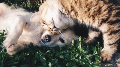 A café in China sought cat employees, sparking a trend of pets earning "snack money" at cafes. (Unsplash) A café in China sought cat employees, sparking a trend of pets earning "snack money" at cafes. (Unsplash)