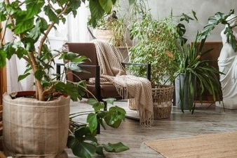 Indoor plants can help purify the air and improve respiratory health amidst the rising AQI in the Delhi NCR region. (Photo: Shutterstock) Indoor plants can help purify the air and improve respiratory health amidst the rising AQI in the Delhi NCR region. (Photo: Shutterstock)
