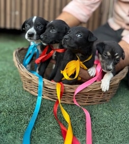 Berry, Cherry, Kiwi and Litchi are extremely friendly, sweet and loving. Berry, Cherry, Kiwi and Litchi are extremely friendly, sweet and loving.