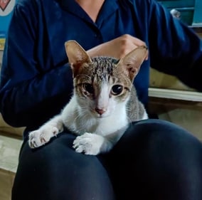 Jack was born on the streets but has the heart of a lap cat.