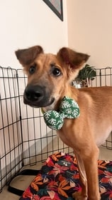 Imlu loves cuddles, enjoys chew toys, and is always up for walks. Imlu loves cuddles, enjoys chew toys, and is always up for walks.