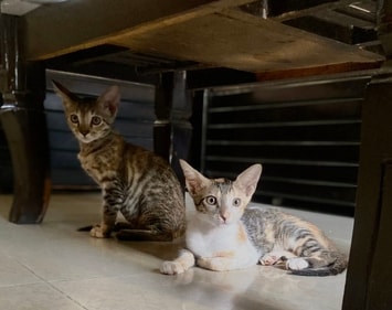 Luna and Ivy are full of energy and love to play all day.