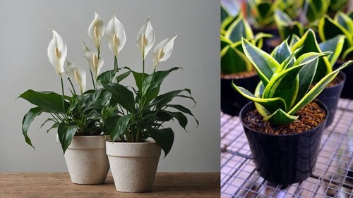 Peace lilies and snake plant. (Photos: Shutterstock) Peace lilies and snake plant. (Photos: Shutterstock)