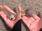 A snake swallowing a giant egg went viral.





