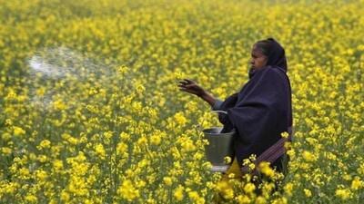 DAP contains nitrogen and phosphorus, which are the primary nutrients for these crops. An acre of wheat requires two bags of DAP while mustard requires one bag per acre. (REUTERS FILE)