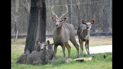 The sambar deer was reportedly hunted on the morning of October 17, as the accused planned to serve the meat at his son’s birthday celebrations that night. (Representational image) The sambar deer was reportedly hunted on the morning of October 17, as the accused planned to serve the meat at his son’s birthday celebrations that night. (Representational image)