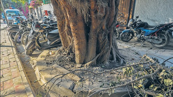 The condition of a tree on the roadside in Chirag Delhi on Saturday. (Raj K Raj /HT photo)