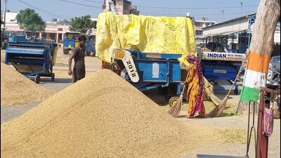 The government is providing MSP of  ₹2,300 per quintal for common paddy and  ₹2,320 per quintal for grade-A paddy. (HT File)