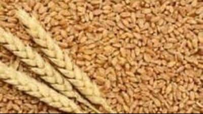 Wheat sowing is set to begin on October 25. (HT File) Wheat sowing is set to begin on October 25. (HT File)
