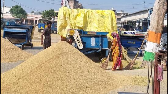 The government is providing MSP of ₹2,300 per quintal for common paddy and ₹2,320 per quintal for grade-A paddy. (HT File)