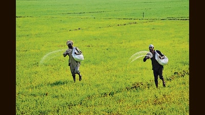 DAP is a key fertiliser which is used to provide growing crops with the requisite levels of nitrogen and phosphorus. (HT File)
