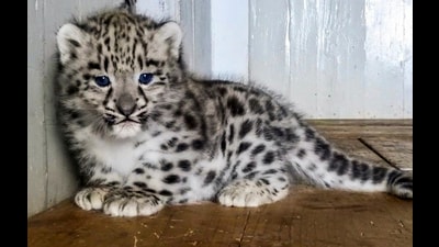 Darjeeling: A newborn snow leopard at the Padmaja Naidu Himalayan Zoological Park, in Darjeeling. (PTI Photo) (PTI) Darjeeling: A newborn snow leopard at the Padmaja Naidu Himalayan Zoological Park, in Darjeeling. (PTI Photo) (PTI)