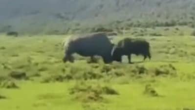A viral video captured a rhino flipping a buffalo during an intense showdown. (X/@AMAZlNGNATURE) A viral video captured a rhino flipping a buffalo during an intense showdown. (X/@AMAZlNGNATURE)