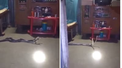 IFS officer Parveen Kaswan shared the video of the snakes. (X/@ParveenKaswan) IFS officer Parveen Kaswan shared the video of the snakes. (X/@ParveenKaswan)