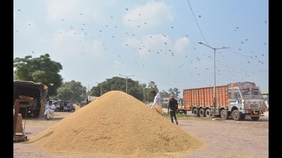 Workers dry paddy crop at Bhagtanwala Grain Market in Amritsar. Workers dry paddy crop at Bhagtanwala Grain Market in Amritsar.