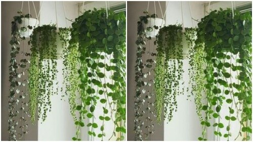 Diwali is also the time of the year when the air pollution reaches its maximum due to the smoke and pollutants emitted by the firecrackers. A thoughtful gift, at this point of time would be indoor plants. Let your loved ones know that you care about the air they breathe in. (https://in.pinterest.com/) Diwali is also the time of the year when the air pollution reaches its maximum due to the smoke and pollutants emitted by the firecrackers. A thoughtful gift, at this point of time would be indoor plants. Let your loved ones know that you care about the air they breathe in. (https://in.pinterest.com/)