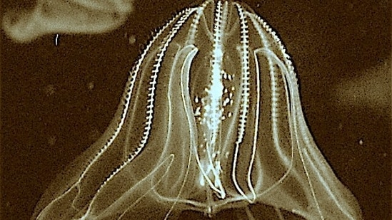 Sea walnut (Mnemiopsis leidyi) (Steven G. Johnson/Wikimedia Commons)