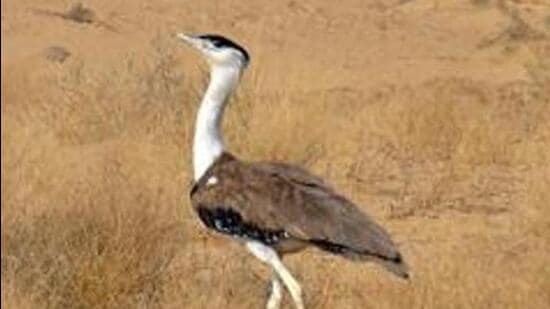 The main threat to the bustard is the loss of its habitat, considered a wasteland, and therefore, something that is often diverted for large infrastructure projects. (File)