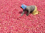 A labourer spreads onions for drying after rain, in Chikkamagaluru, Karnataka, Friday, Oct. 18, 2024 A labourer spreads onions for drying after rain, in Chikkamagaluru, Karnataka, Friday, Oct. 18, 2024