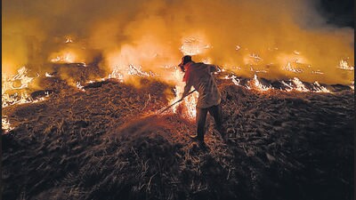 A farmer burns stubble on the outskirts of Amritsar. (PTI) A farmer burns stubble on the outskirts of Amritsar. (PTI)