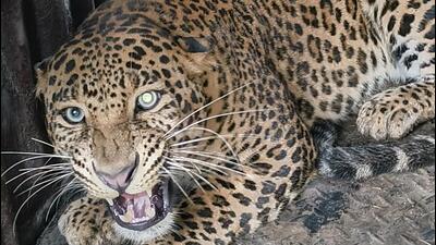 Officials said these captured big cats are sent to Manikdoh Rescue Centre. (HT PHOTO)