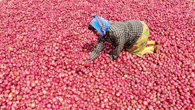 A labourer spreads onions for drying after rain, in Chikkamagaluru, Karnataka, Friday, Oct. 18, 2024 (PTI) A labourer spreads onions for drying after rain, in Chikkamagaluru, Karnataka, Friday, Oct. 18, 2024 (PTI)
