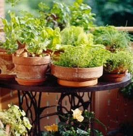 Potted herbs (Unsplash) Potted herbs (Unsplash)