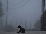  A dog was allegedly hanged to death by its owner in Pune’s Pirangut area. (Pic for representation).