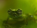 Transparent_Glass_Frog