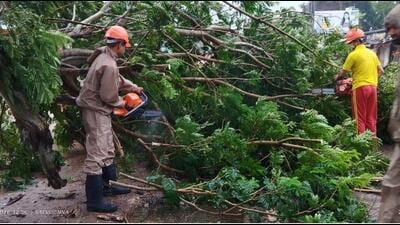 Rescue personnel cut a fallen tree amid heavy rainfall and stormy conditions in Odisha. (HT Photo) Rescue personnel cut a fallen tree amid heavy rainfall and stormy conditions in Odisha. (HT Photo)