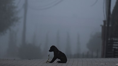 A dog was allegedly hanged to death by its owner in Pune’s Pirangut area. (Pic for representation). (AFP) A dog was allegedly hanged to death by its owner in Pune’s Pirangut area. (Pic for representation). (AFP)