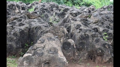 The Salkhan Fossils Park is spread over 25 hectares of hilly land. These fossils are in focus as the Uttar Pradesh Government is making efforts to get the park included in the UNESCO world heritage sites (HT FILE) The Salkhan Fossils Park is spread over 25 hectares of hilly land. These fossils are in focus as the Uttar Pradesh Government is making efforts to get the park included in the UNESCO world heritage sites (HT FILE)