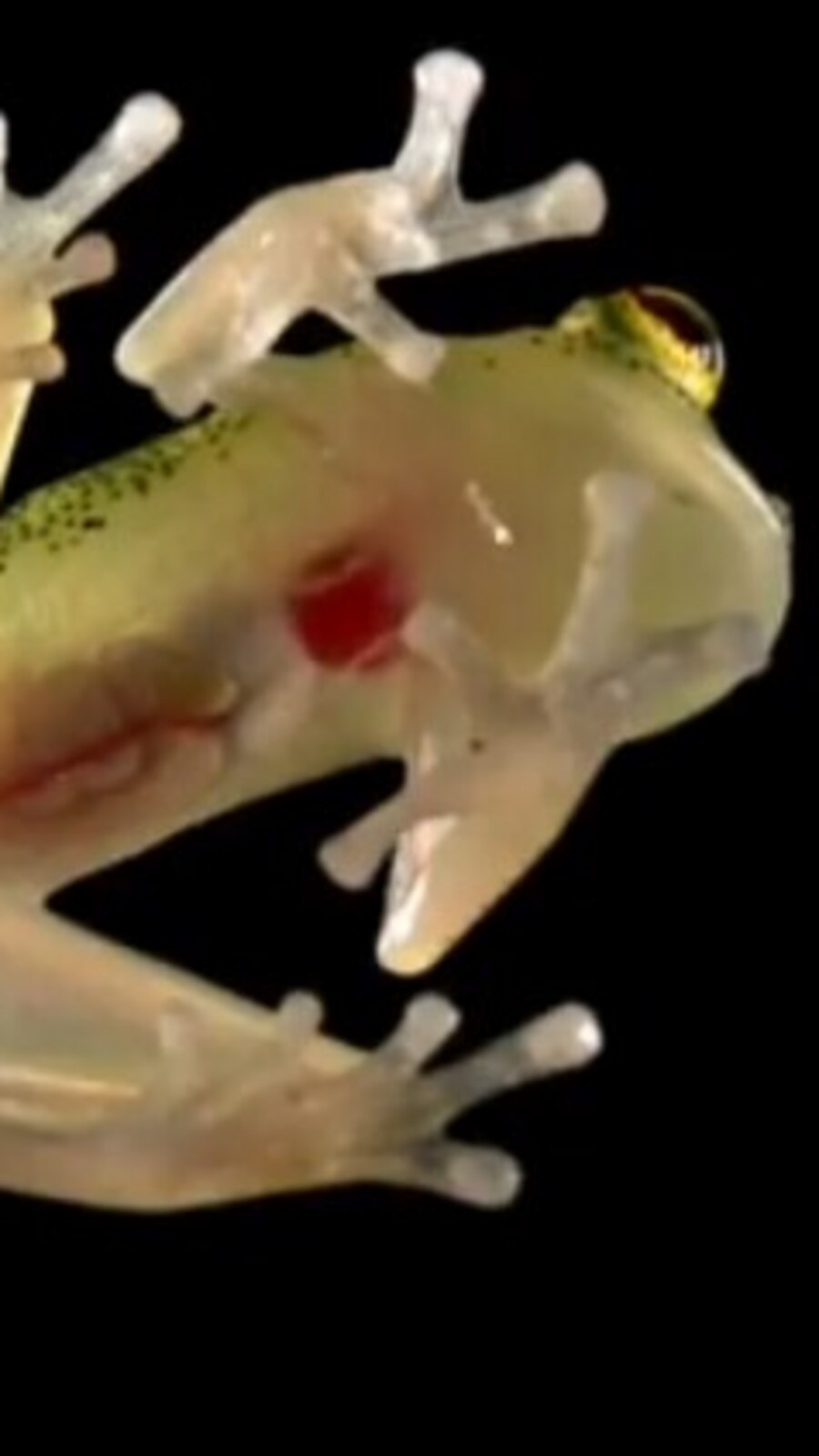 7 fascinating facts about the transparent glass frog | Hindustan Times