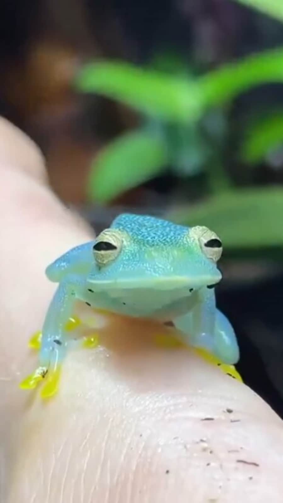 7 fascinating facts about the transparent glass frog | Hindustan Times