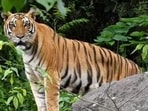 Similipal Tiger Reserve of Mayurbhanj district is the biggest tiger reserve in Odisha. Similipal Tiger Reserve closed for tourists till Oct 28 due to Cyclone Dana 