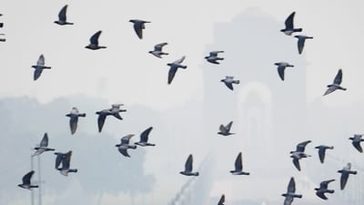 This is the second of a two-part series on Delhi’s air pollution and discusses what can be done to solve the problem (PTI) This is the second of a two-part series on Delhi’s air pollution and discusses what can be done to solve the problem (PTI)