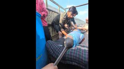 Rescued Dolphin being transported to Ghaghra river for safe release. (Sourced picture)