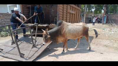 Stray animals being caught by Prayagraj Municipal Corporation team ahead of Mahakumbh-2025 in Prayagraj (HT) Stray animals being caught by Prayagraj Municipal Corporation team ahead of Mahakumbh-2025 in Prayagraj (HT)
