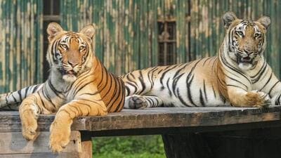 Two Royal Bengal tigers at the National Zoological Park in New Delhi on Sunday. (PTI) Two Royal Bengal tigers at the National Zoological Park in New Delhi on Sunday. (PTI)