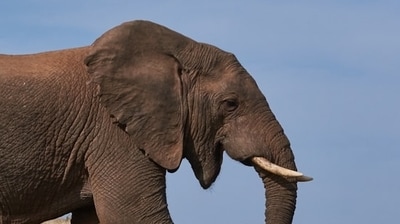A wild elephant attacked a labourer in Maharashtra while he was trying to get a selfie with the animal A wild elephant attacked a labourer in Maharashtra while he was trying to get a selfie with the animal
