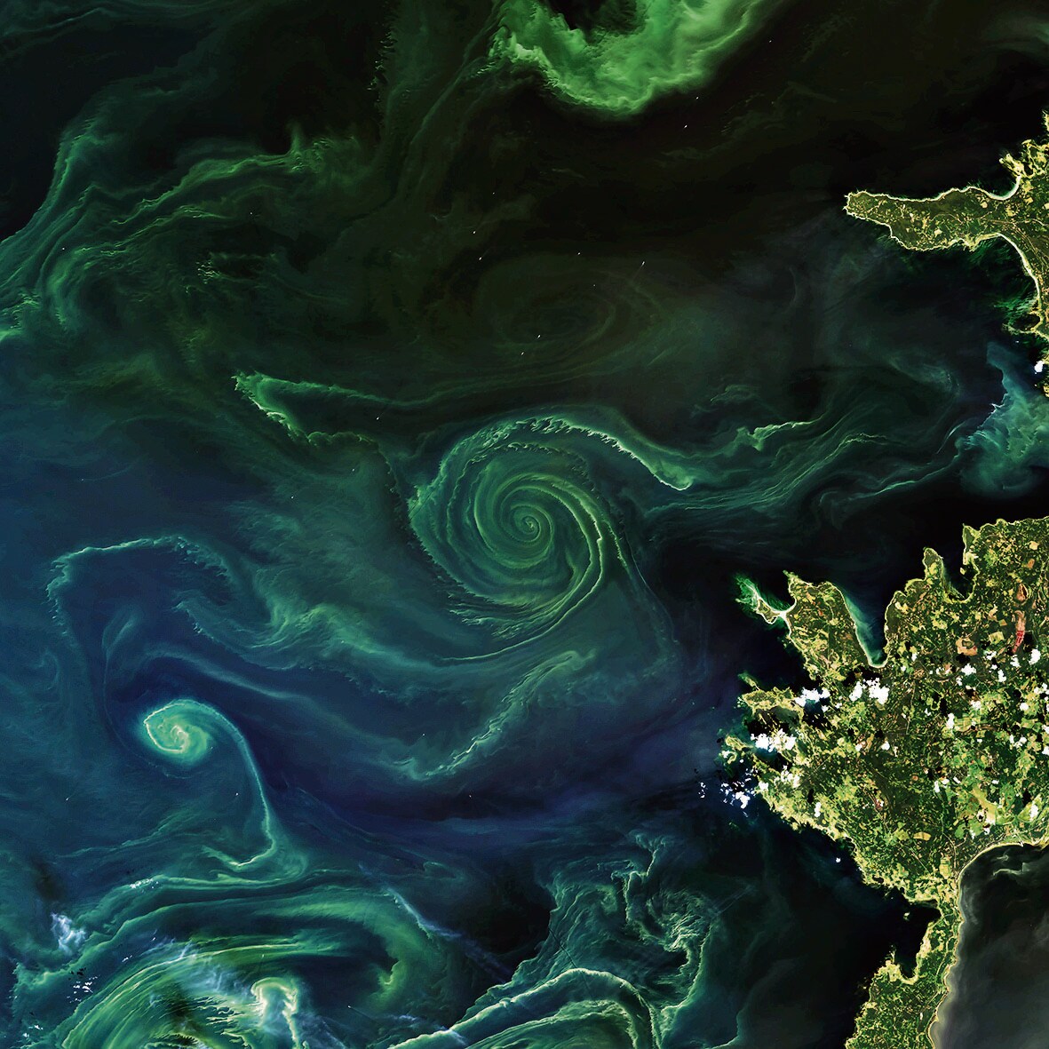 A phytoplankton bloom off the coast of Scandinavia, similar to the type of bloom that ocean iron fertilisation seeks to artificially trigger. (NASA Earth Observatory) A phytoplankton bloom off the coast of Scandinavia, similar to the type of bloom that ocean iron fertilisation seeks to artificially trigger. (NASA Earth Observatory)