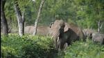 Most of the man-elephant conflict took place after sunset and before sunrise. (Representational image)