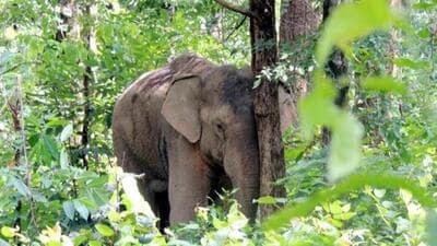 A total of 13 elephants have died due to electrocution in Chhattisgarh in 2024. (Representational image)