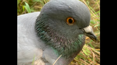 A wounded pigeon in the Sukhna jungles. (PHOTO: VIKRAM JIT SINGH)