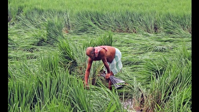 Accompanied by torrential rain and high-speed winds, cyclone Dana uprooted trees, electric poles and caused extensive damage to infrastructure and crops in some districts of Odisha. (ANI) Accompanied by torrential rain and high-speed winds, cyclone Dana uprooted trees, electric poles and caused extensive damage to infrastructure and crops in some districts of Odisha. (ANI)