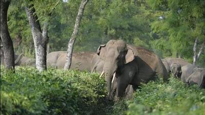 Most of the man-elephant conflict took place after sunset and before sunrise. (Representational image)