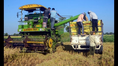 Paddy being harvested in Patiala (PTI File) Paddy being harvested in Patiala (PTI File)