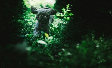 A Delhi man shared a post claiming that his neighbour, with two big dogs, threatened him for walking his Shih Tzu (representative image). (Unsplash/the_real_napster) A Delhi man shared a post claiming that his neighbour, with two big dogs, threatened him for walking his Shih Tzu (representative image). (Unsplash/the_real_napster)